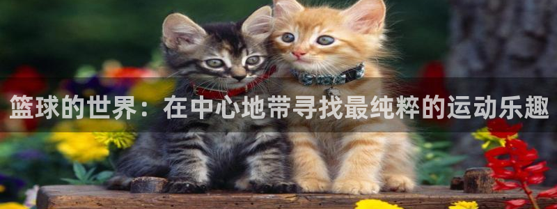 篮球的世界：在中心地带寻找最纯粹的运动乐趣